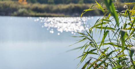 water reed plants