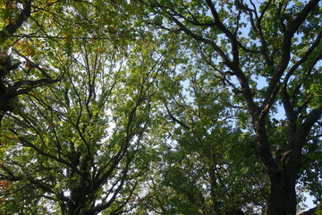 Obraz premium Alberi