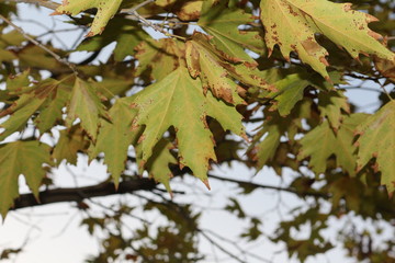 branch of a tree with yellow leaves on background of blue sky