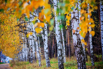 Early autumn birch grove with yellow leaves