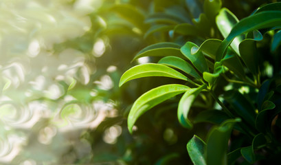 Green leaves on the green nature background blurred in the garden.