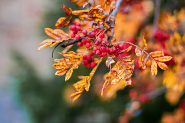 Yellow rowan leaves in autumn. Autumnal colorful red rowan branch.