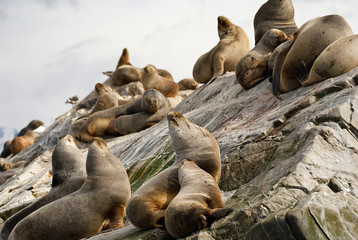 Fototapeta premium Sea lions on a rock in patagonia