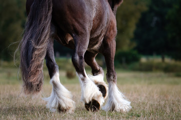 Tinker im Galopp von Hinten