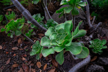 Aeonium undulatum. Jardin Canario in Gran Canaria.