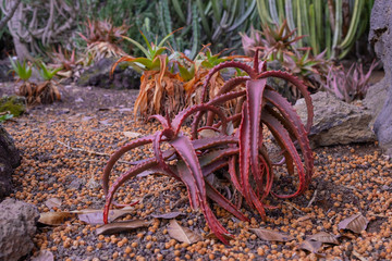 aloe cameronii from Zimbabwe in Jardin Canario. Gran Canaria.