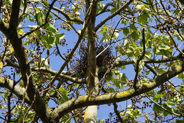 Vogelnest in einem Blauglockenbaum