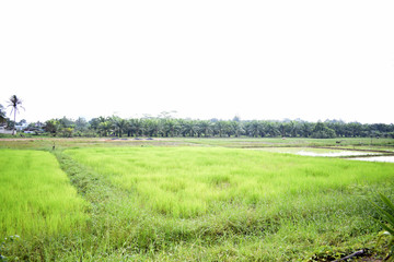 Morning rice field and mist