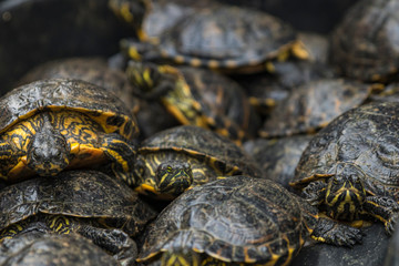 Pond of turtles in a Black Market waiting to be sold. Turtle meat. Illegal trading in Asia
