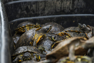 Pond of turtles in a Black Market waiting to be sold. Turtle meat. Illegal trading in Asia