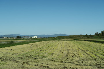 Fototapeta na wymiar 秋の日本国北海道の田舎の畑