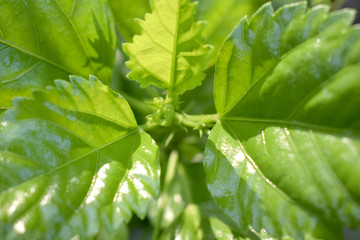 Natural hibiscus tree That has a beautiful style