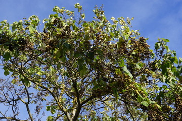 Wipfel eines Blauglockenbaums mit Samenkapseln