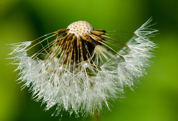 dandelion on green background