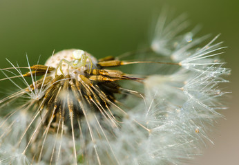 spider on a dandelion