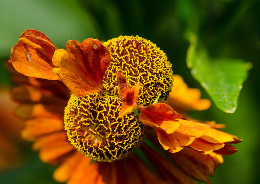 two flower of gelenium