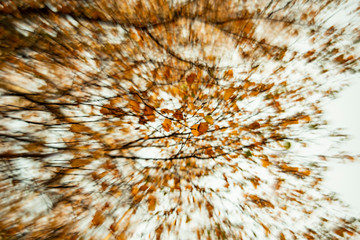 Trees in an impressionism style.