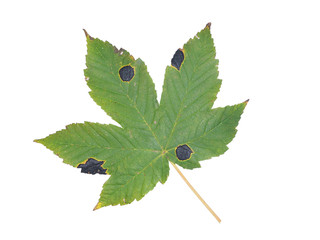 Maple Tree, Sycamore Tree (Acer pseudoplatanus), fungal disease called 