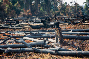 Forest fires, forest fire damage, forest burns, forest fires were destroyed.