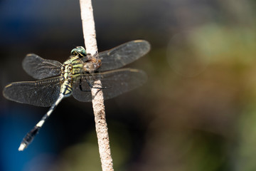 Dragonfly perching on a branch And have a blurred natural background.