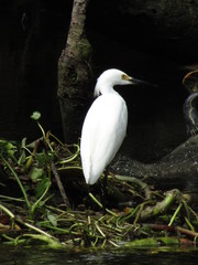 great snowy egret on the river