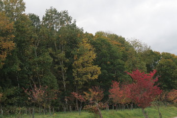 日本国北海道の秋の紅葉