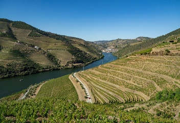 Naklejka premium Terraces of grape vines for port wine production line the hillsides of the Douro valley near Pinhao in Portugal