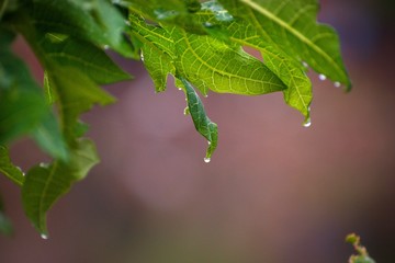 dropping water from leaf