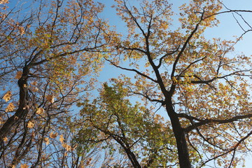 Fototapeta premium tree in autumn