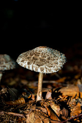 Büscheliger Egerlingsschirmling 2