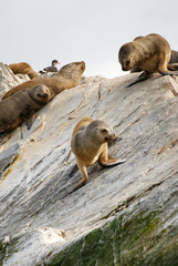 Sea lions on a rock in patagonia