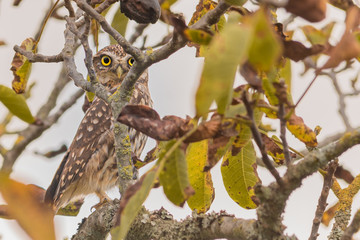 Little Owl (Athene noctua) perched on a branch in Pontevedra, Galicia, Spain.