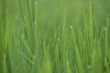 Fototapeta na wymiar grass with water drops or natural water drop