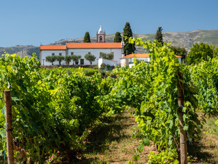 Fototapeta na wymiar Mateus church tower hidden behind vines in vineyard in Vila Real Portugal