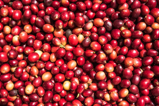 Coffee grain fruit beans seeds