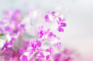 Fototapeta na wymiar Pink orchid in garden at winter or spring day
