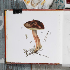 Photo of watercolor mushroom in a sketchbook, boletus.