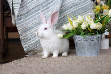 Small white rabbit sitting next to a bouquet of white tulips. Easter concept. Holiday card