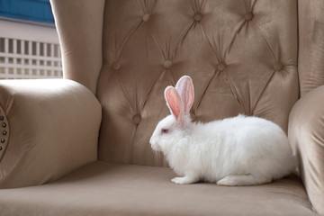 White banny sits on soft beige armchair. Place for text