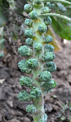 Brussels sprouts are grown in the open ground