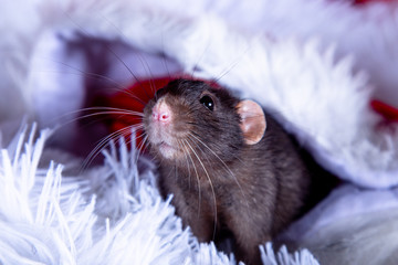 On a white fluffy blanket in a red Santa hat sits a black rat