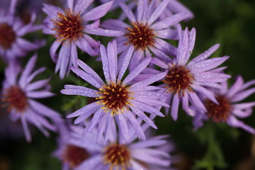 Obraz premium Aster