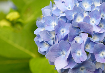 Beautiful petal of blue and purple Hydrangea or Hortensia flowers (Hydrangea macrophylla) under the sunlight on blur background in summer. Nature background.