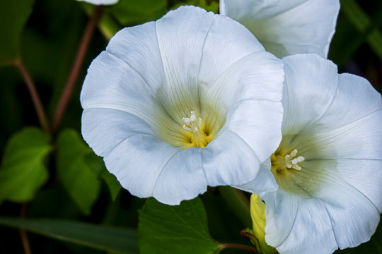 Close-up of two white flowers of a hedge bindweed