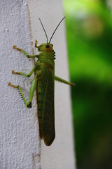 saltamontes verde