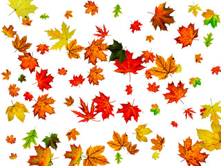 Autumn leaves falling. Season pattern isolated on white background. Thanksgiving concept