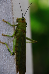 saltamontes verde