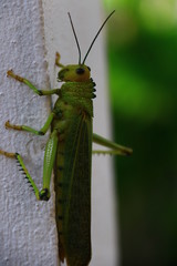 saltamontes verde