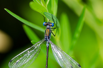 dragonfly on a blade of grass