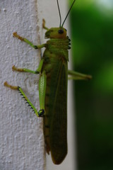 saltamontes verde